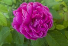 Czy ZUS jest organem administracji publicznej? Czy ZUS jest organem administracji publicznej?