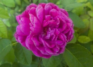 Czy udziałowiec spółki płaci ZUS?