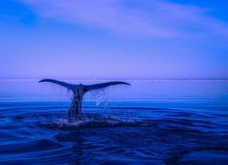 Kto orzeka o naruszeniu dyscypliny finansów publicznych? Kto orzeka o naruszeniu dyscypliny finansów publicznych?