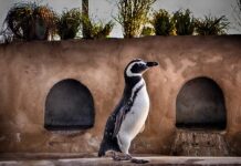 Ile lat trwają studia na Oxfordzie?